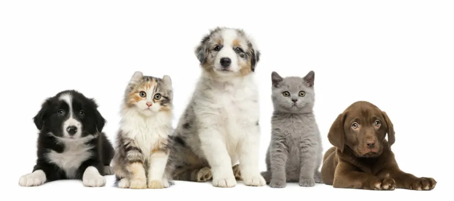 Congrats on Adopting Your Puppy or Kitten! Now, Welcome to the Wonder Year Congrats on Adopting Your Puppy or Kitten! Now, Welcome to the Wonder Year