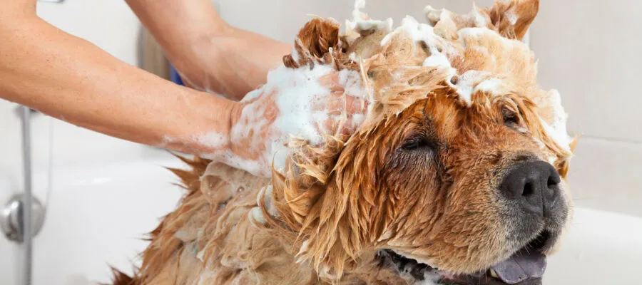 Make Bath Time a Splashing Successfully – and Healthy – Event for Your Dog Make Bath Time a Splashing Successfully – and Healthy – Event for Your Dog