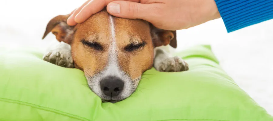 Help for Tummy Woes in Your Cat and Dog Help for Tummy Woes in Your Cat and Dog