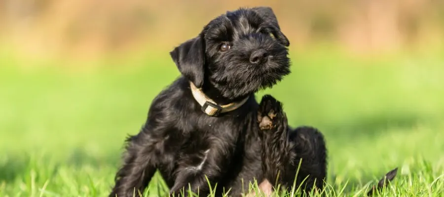 Telltale Signs Your Pet Has An Ear Problem Telltale Signs Your Pet Has An Ear Problem