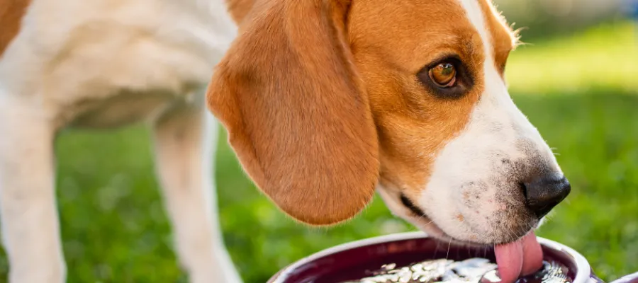 How to Encourage Your Pet to Drink Enough Water How to Encourage Your Pet to Drink Enough Water