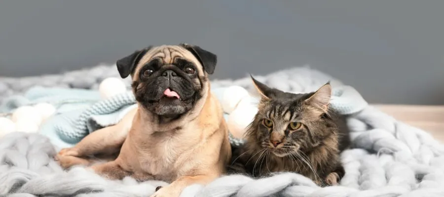 Be Prepared: Putting Your Furry Family First Be Prepared: Putting Your Furry Family First