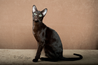 Pet photo