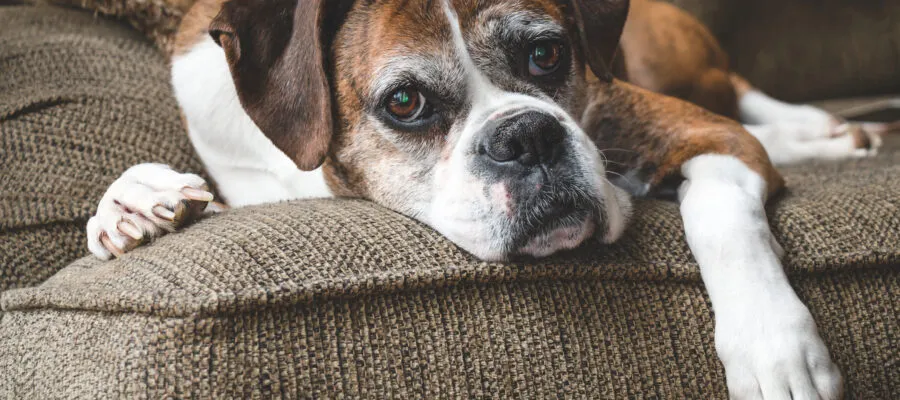 Winter Wellness Guide for Senior Pets Winter Wellness Guide for Senior Pets