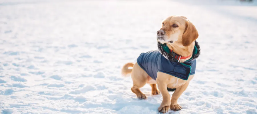 Ultimate Winter Survival Guide for Pet Skin and Ears Ultimate Winter Survival Guide for Pet Skin and Ears