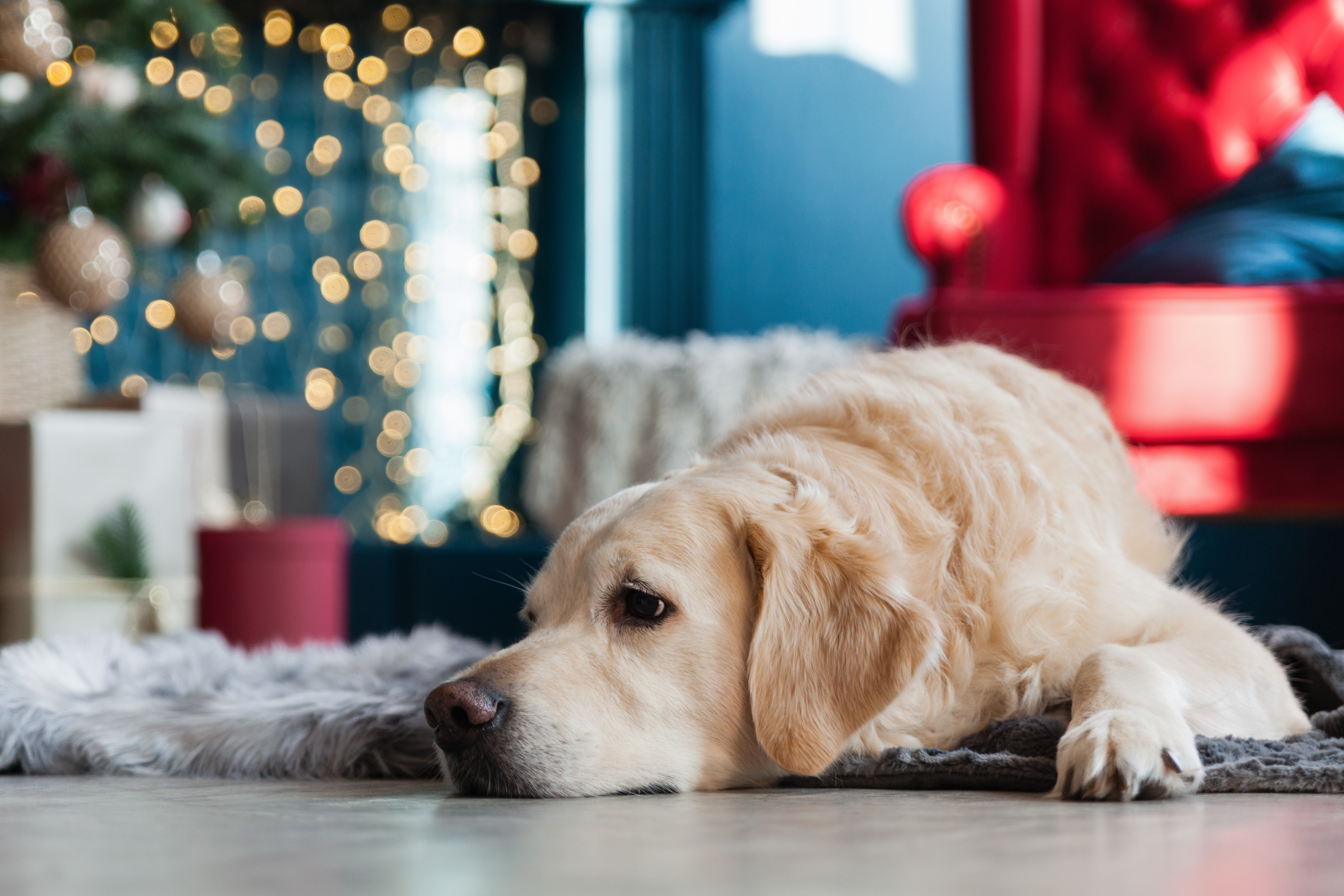 Skin Irritation in Dogs: Holiday Hazards That Cause Problems Skin Irritation in Dogs: Holiday Hazards That Cause Problems