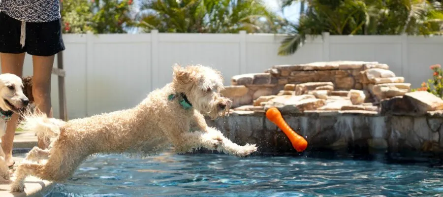 Make a Safe Splash with Your Dog this Summer– Water Safety Tips Make a Safe Splash with Your Dog this Summer– Water Safety Tips