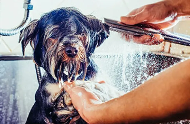 Skin_and_Coat_Products_Solve_Problems_for_Pet_Owners