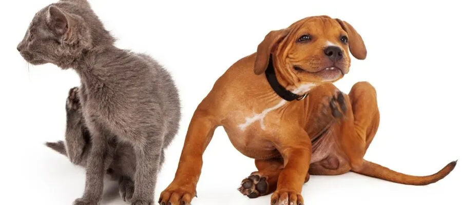 Fleas and Ticks, Be Gone! Tips to Keep Your Pet Free of These Pesky Parasites