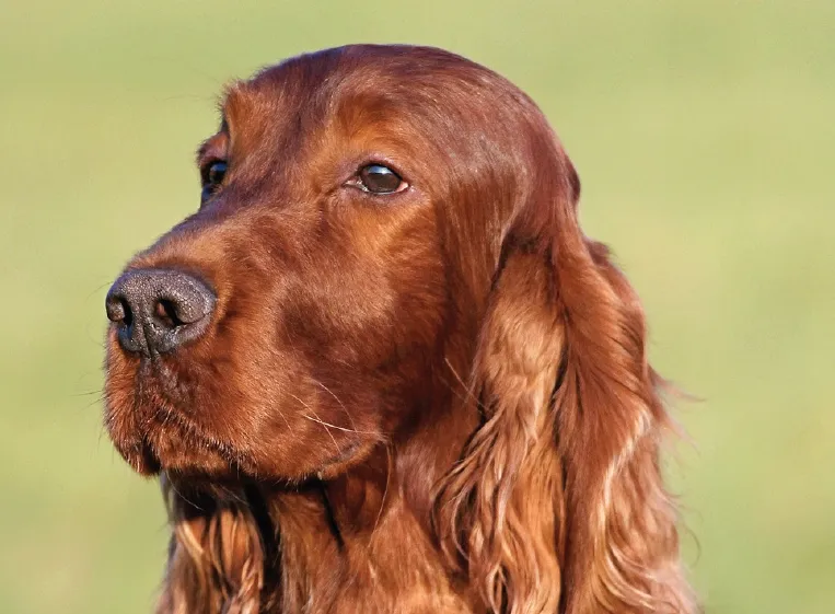 Coat_Check__Products_for_Dogs