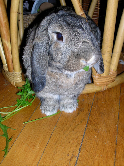 Pet photo