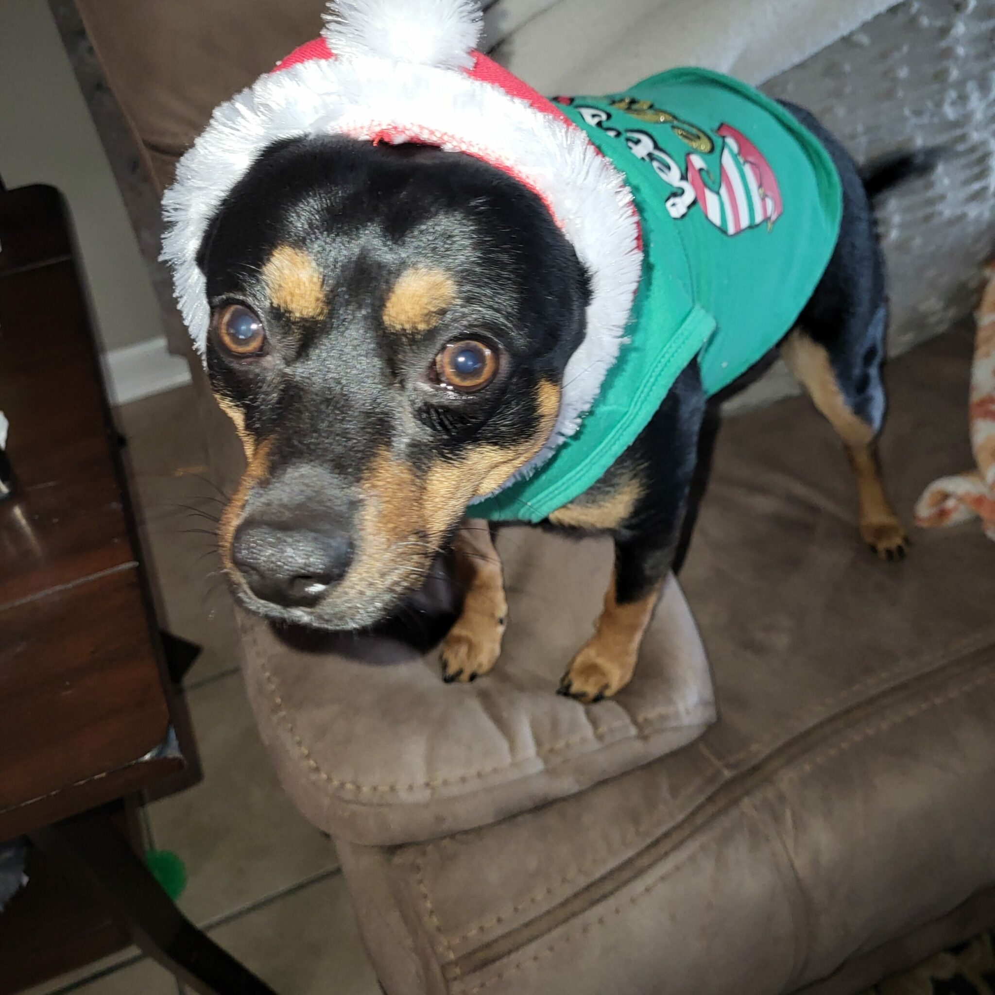 Pet photo