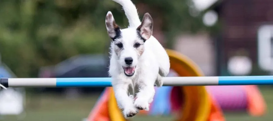 Summer Classic Dog Show Poised To Unleash Canine Fun Summer Classic Dog Show Poised To Unleash Canine Fun