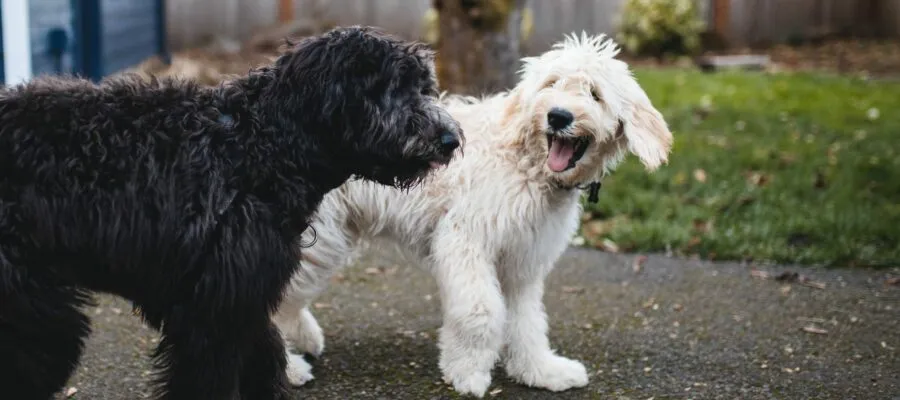 Hey, Pets – Meet Your New Furry Sib Hey, Pets – Meet Your New Furry Sib