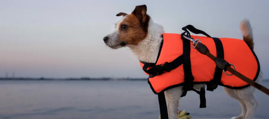 Keeping Water Activity Fun and Safe for Your Dog Keeping Water Activity Fun and Safe for Your Dog