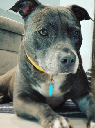 Pet photo