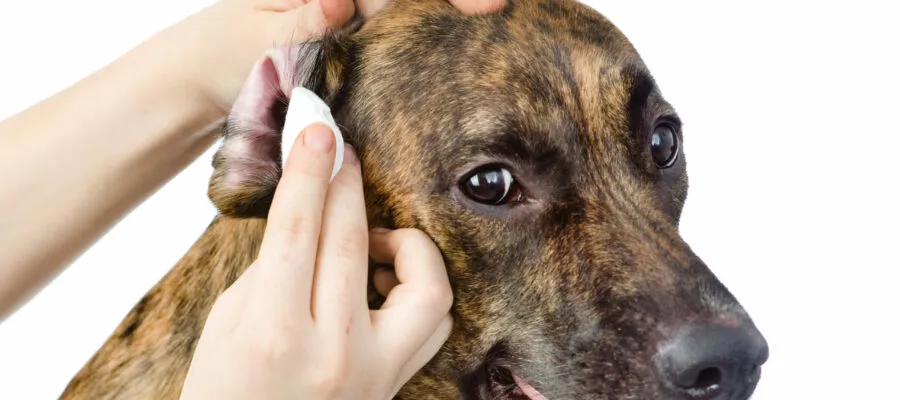 Care for the Ear Infection Prone Pet Care for the Ear Infection Prone Pet