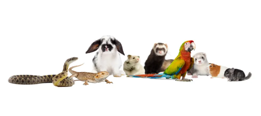 Calling All Pet Owners of Small Mammals, Reptiles, and Birds! Cage Diapers® are Now Available on zymox.com Calling All Pet Owners of Small Mammals, Reptiles, and Birds! Cage Diapers® are Now Available on zymox.com