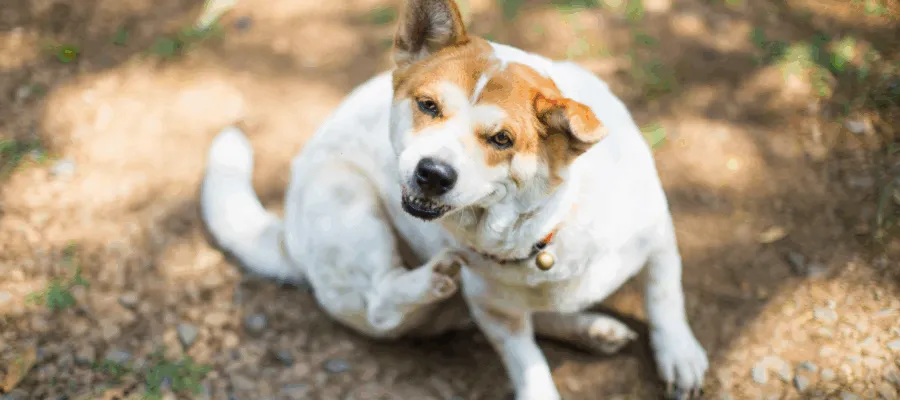 Why Is My Dog Itchy? How to Identify and Treat the Problem