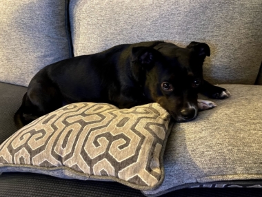 Pet photo