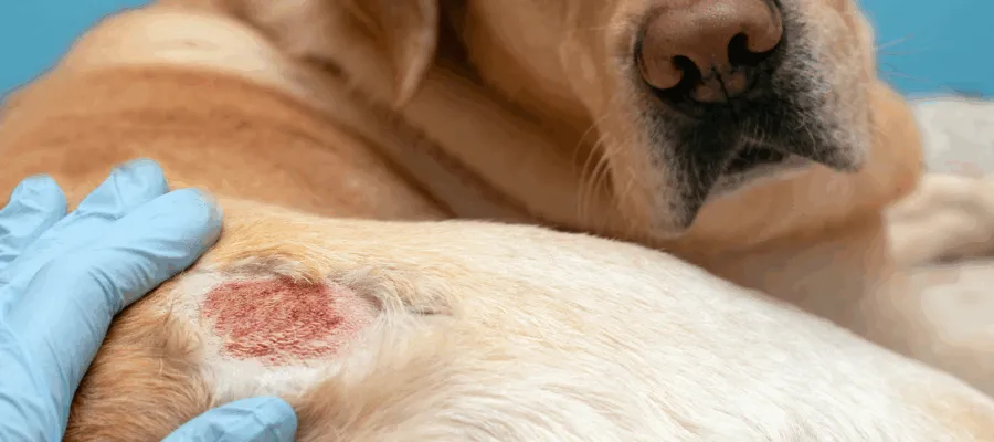 Dog Ear Infection or Dog Allergies?
