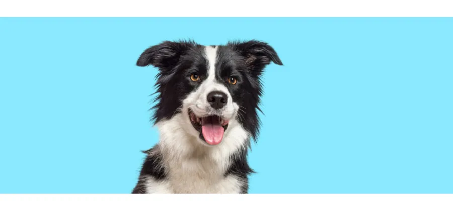 Your Pet’s Dental Care Your Pet’s Dental Care