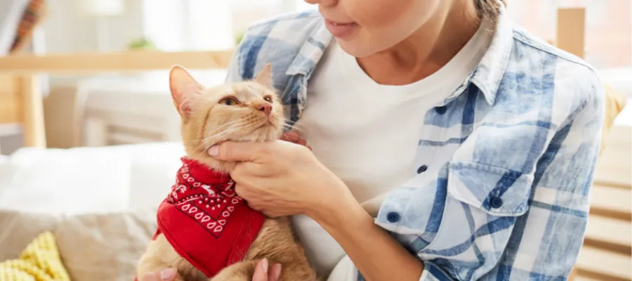 How To Keep Your Indoor Cat Happy and Healthy: A Comprehensive Guide How To Keep Your Indoor Cat Happy and Healthy: A Comprehensive Guide