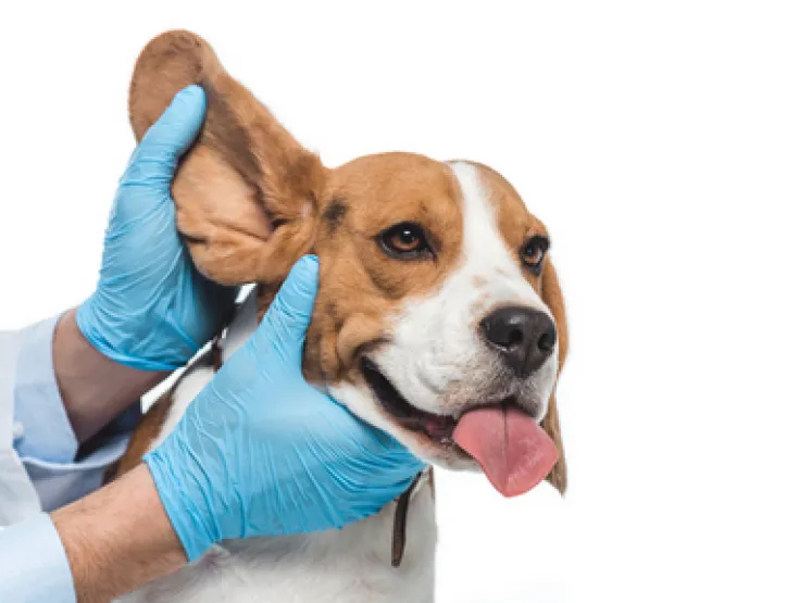 50_Best_Dog_Ear_Cleaner