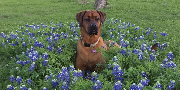 Five Tips to Help Your Pet Find Relief During Allergy Season Five Tips to Help Your Pet Find Relief During Allergy Season