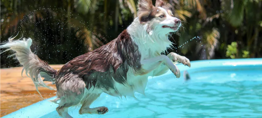 Help Your Dog Jump into Summer with Healthy Ears Help Your Dog Jump into Summer with Healthy Ears