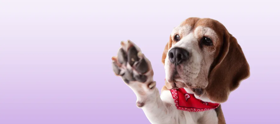 Why Do Dog Paws Smell? Why Do Dog Paws Smell?
