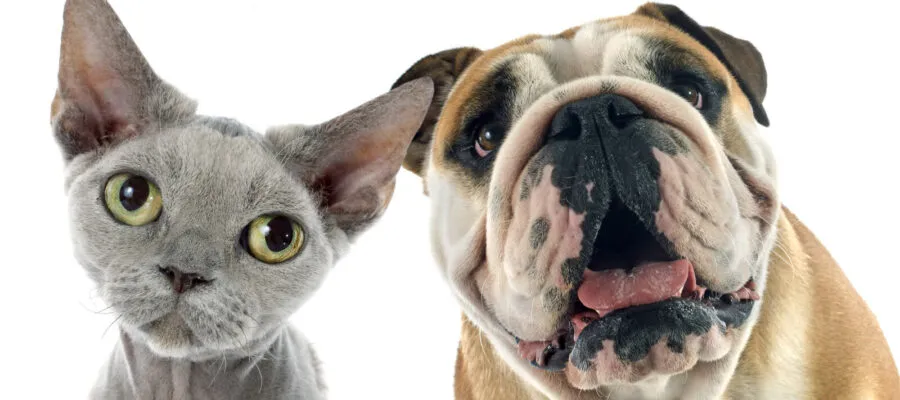 Unleashing Relief for Cats and Dogs Prone to Skin Issues Unleashing Relief for Cats and Dogs Prone to Skin Issues