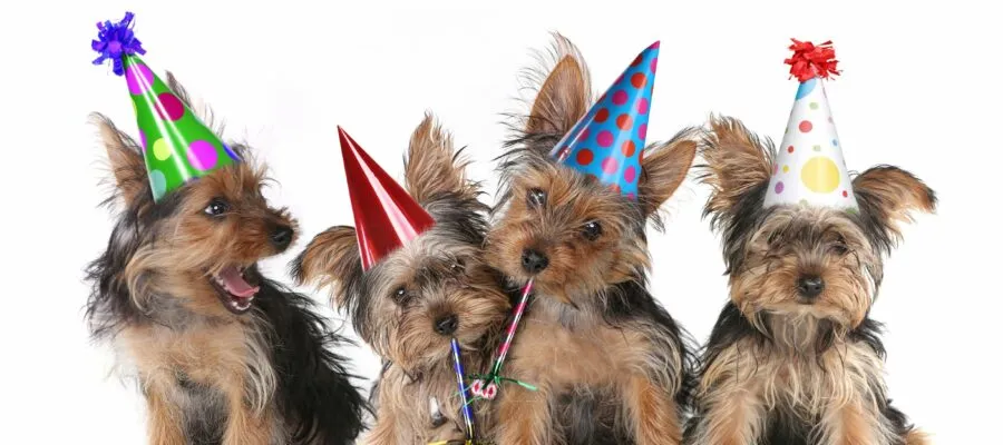 ZYMOX Celebrates Twenty Years Helping Pets Lead A Happy, Healthy Life