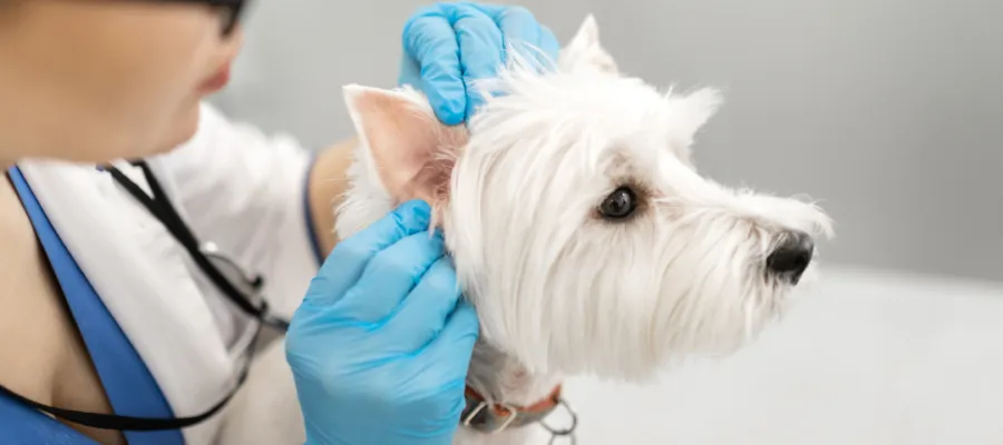 Leading Veterinary Dermatologist Reveals Help for Ear Infections Leading Veterinary Dermatologist Reveals Help for Ear Infections