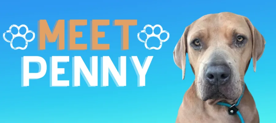Help Penny Get Adopted Help Penny Get Adopted