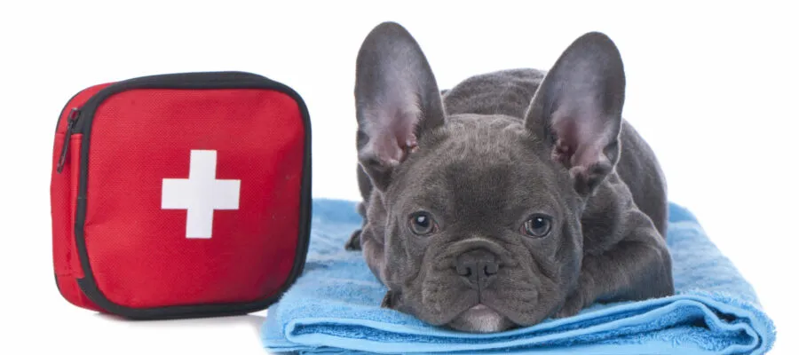 Pet First Aid Essentials: Building Your Emergency Kit Pet First Aid Essentials: Building Your Emergency Kit