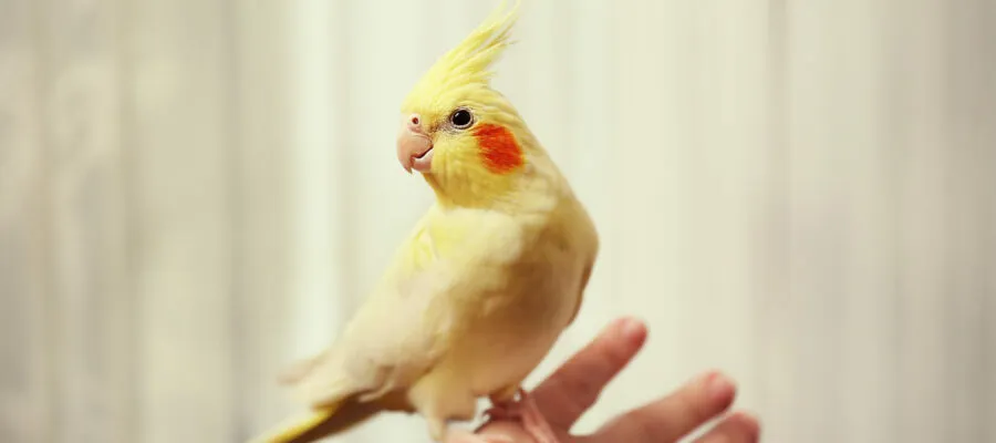 Birds As Popular Pets: The Rising Trend of Avian Companions Birds As Popular Pets: The Rising Trend of Avian Companions