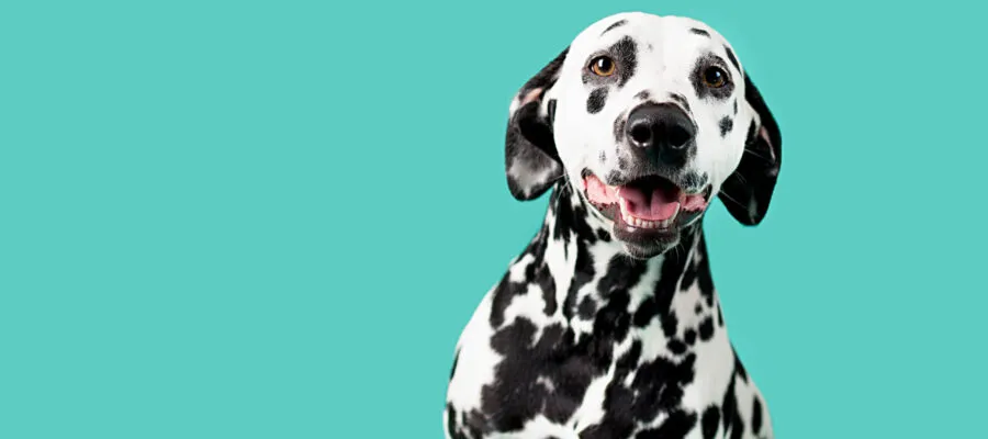 How to Perform Dental Care on Adult Dogs How to Perform Dental Care on Adult Dogs