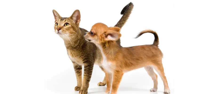 How Cats and Dogs “Talk” with Their Tails How Cats and Dogs “Talk” with Their Tails