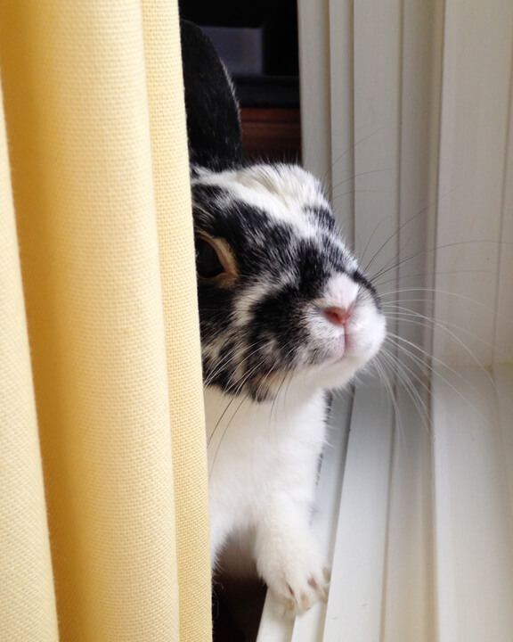 Pet photo