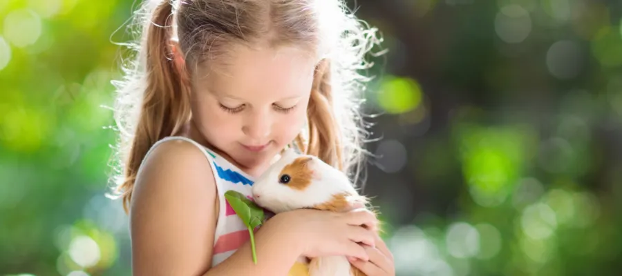 Why Guinea Pigs Are Amazing Small Pets Why Guinea Pigs Are Amazing Small Pets