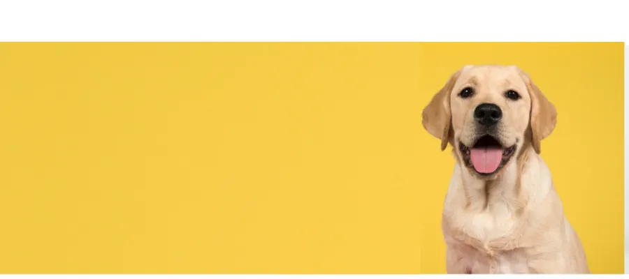 Does your pet have a dry mouth? Does your pet have a dry mouth?