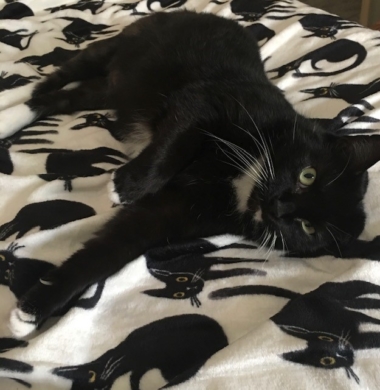 Pet photo
