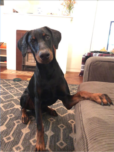 Pet photo