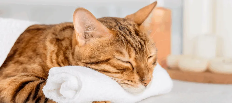 How to Take Care of a Kitten: Ultimate Guide 