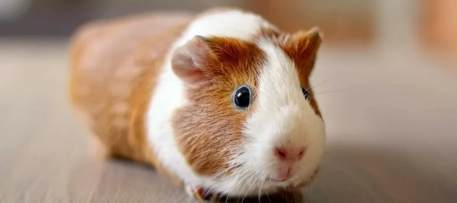 Caring 101 for Small Animals and Exotics