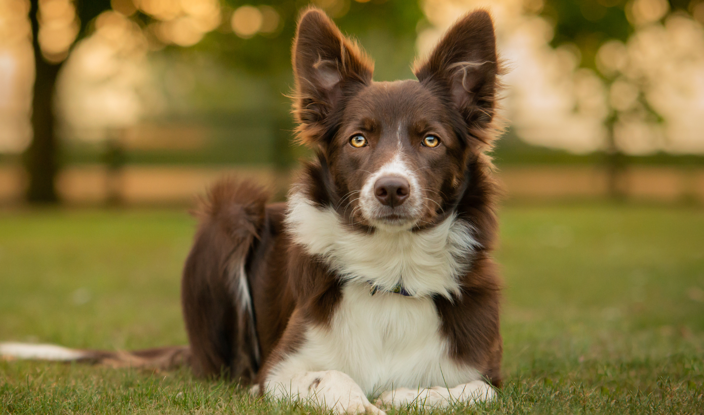 Pet photo