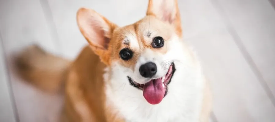 Everything to Know About COVID-19 and Your Pets Everything to Know About COVID-19 and Your Pets