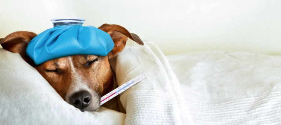 Preparing Your Pet’s Immune System for Colder Winter Months Preparing Your Pet’s Immune System for Colder Winter Months