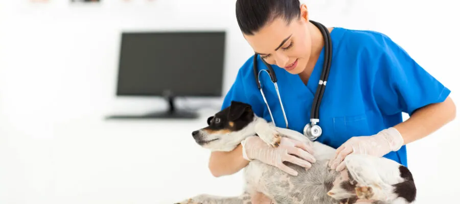 Skin and Hair: What Every Pet Parent Should Know Skin and Hair: What Every Pet Parent Should Know